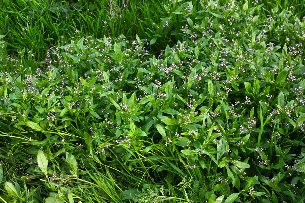 Image of Chorispora tenella specimen.