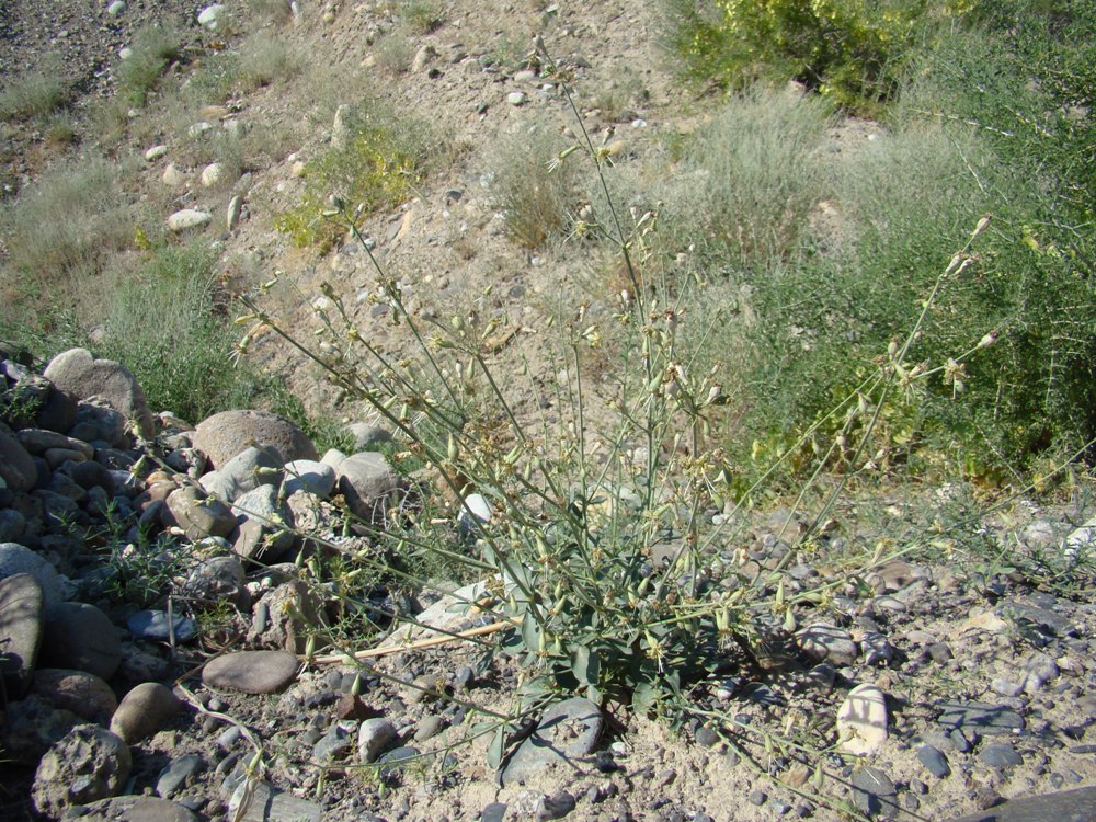 Image of Silene gavrilovii specimen.