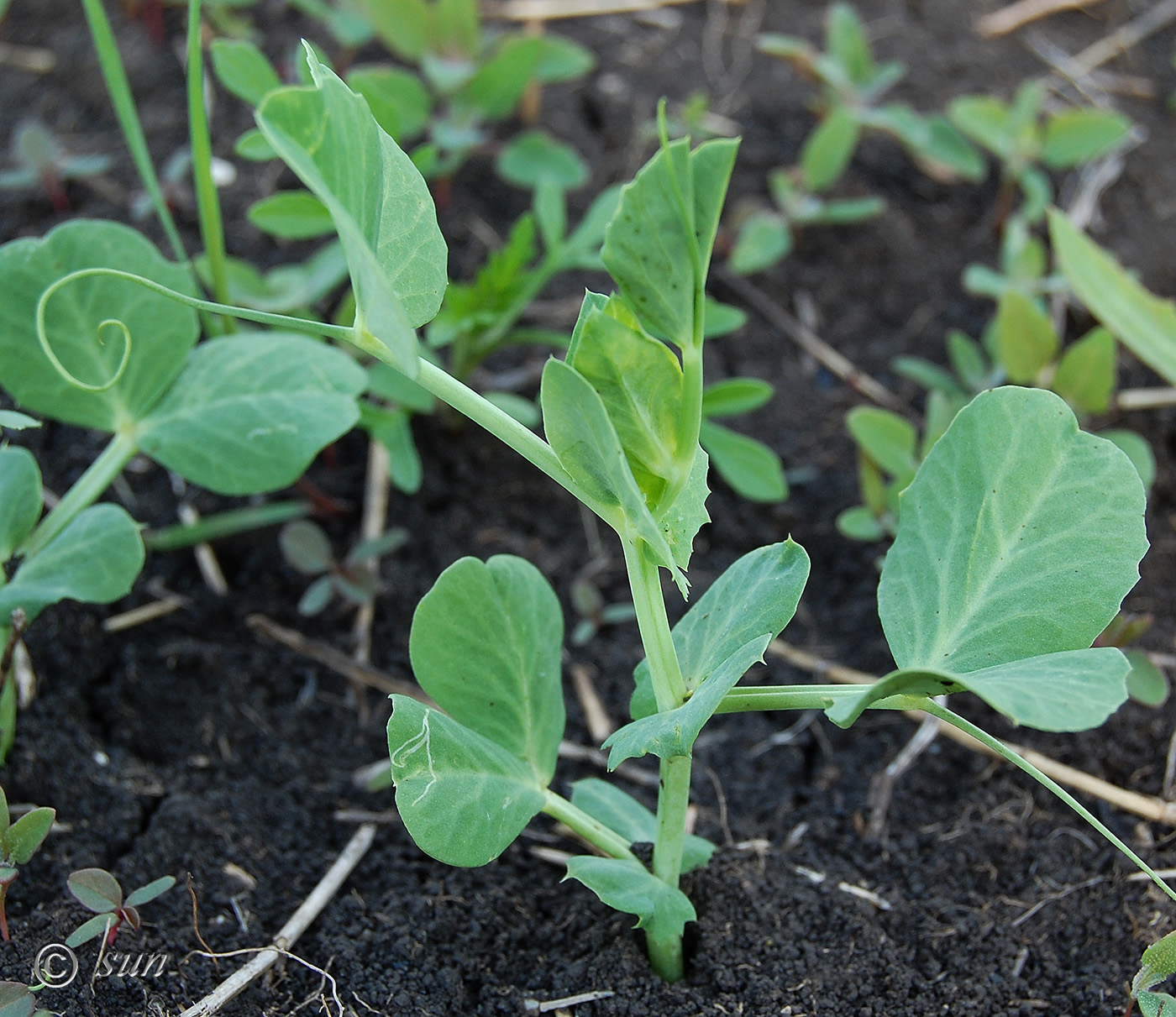 Изображение особи Pisum sativum.