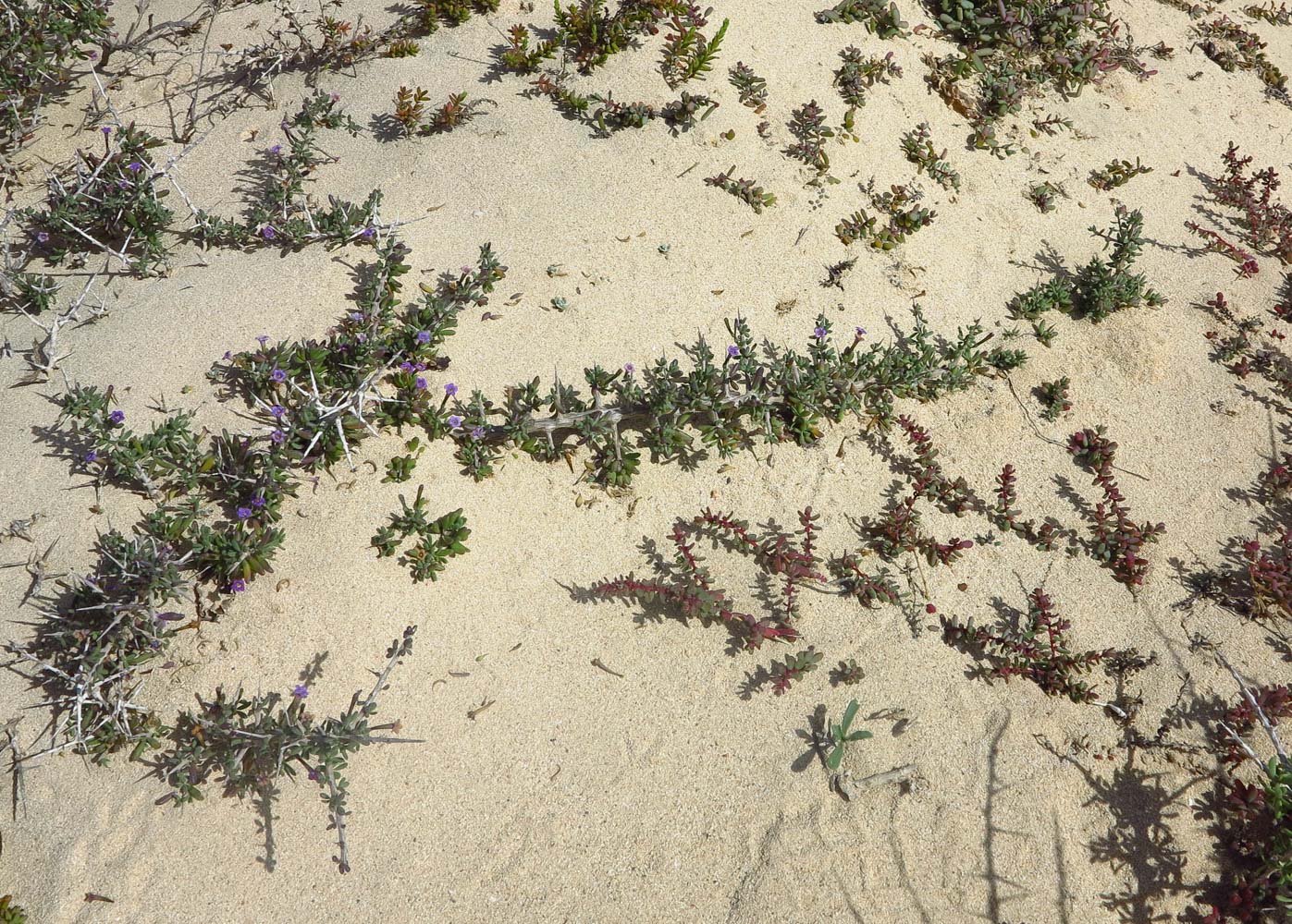 Image of Lycium intricatum specimen.