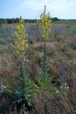 Verbascum speciosum. Цветущие растения. Молдавия, Резинский р-н, окр. Троицкого монастыря в селе Сахарна. 23.06.2008.