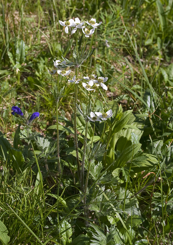 Изображение особи Anemonastrum crinitum.