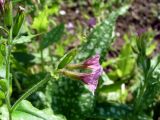 Pulmonaria saccharata