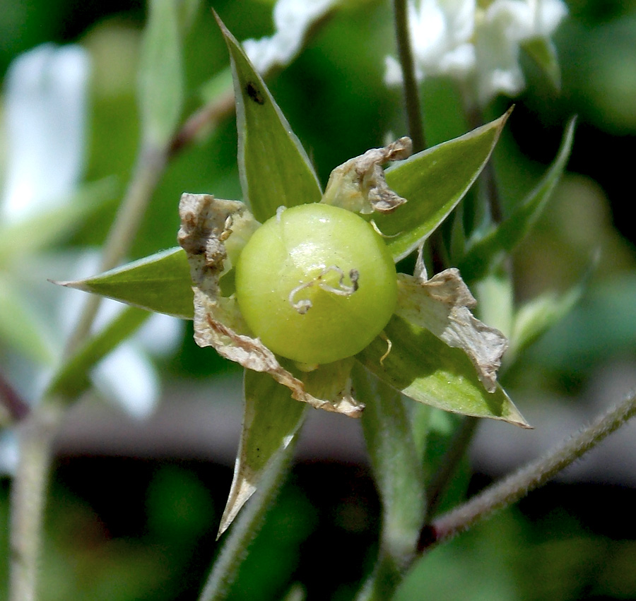 Image of Stellaria holostea specimen.