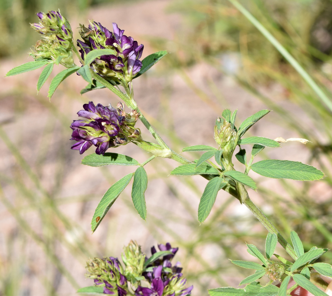 Изображение особи Medicago tianschanica.