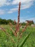 Zea mays