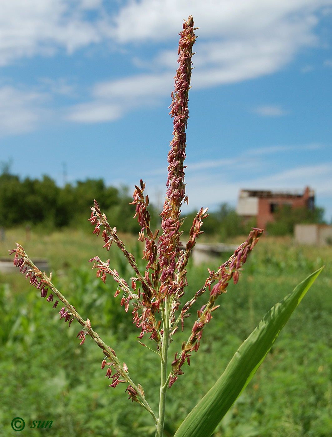 Image of Zea mays specimen.