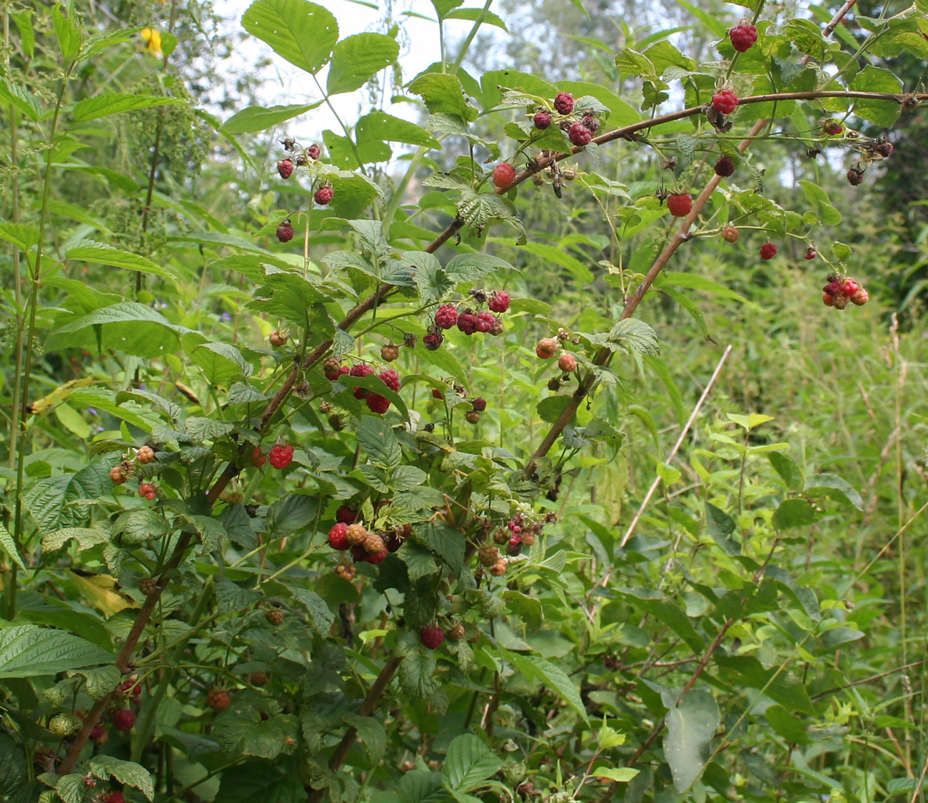 Image of Rubus idaeus specimen.