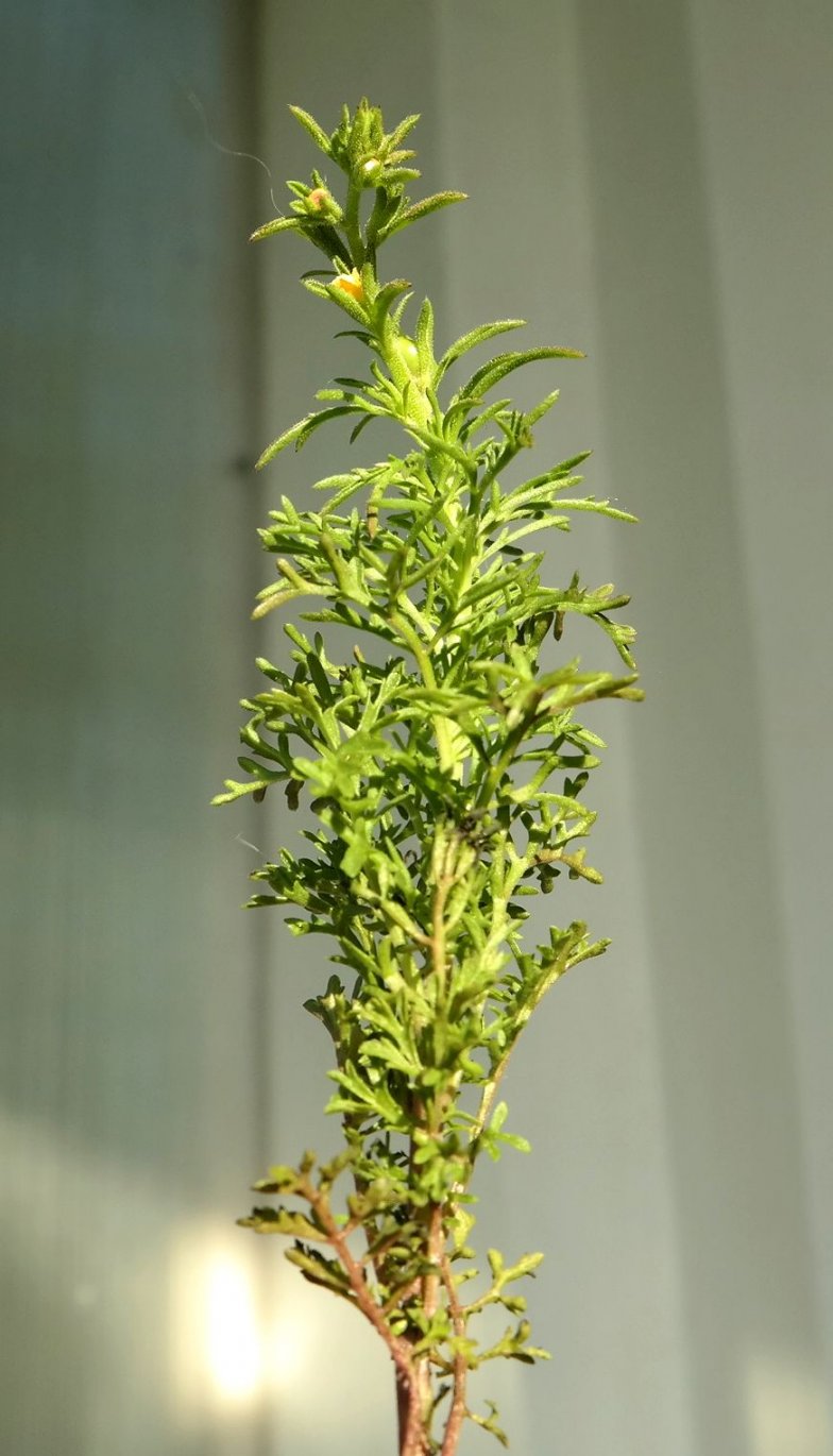 Изображение особи Verbascum orientale.