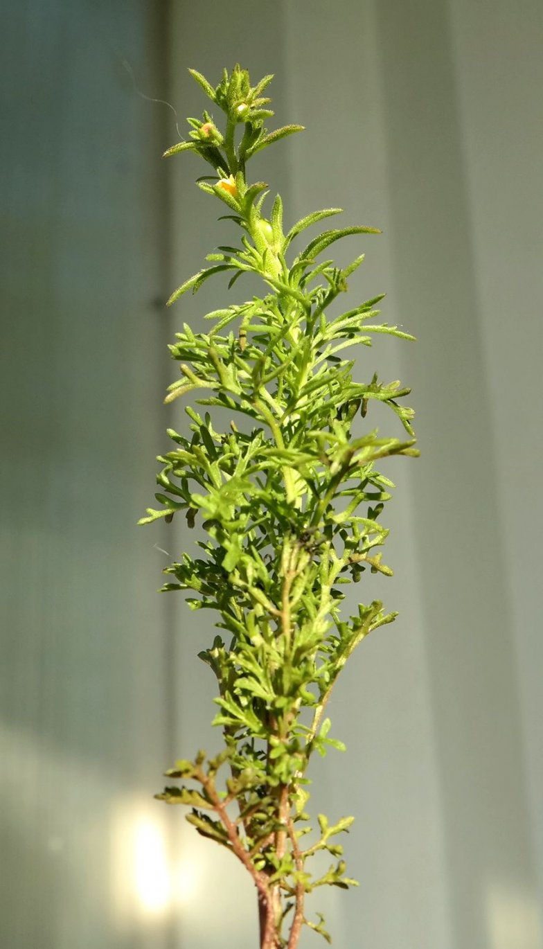 Image of Verbascum orientale specimen.