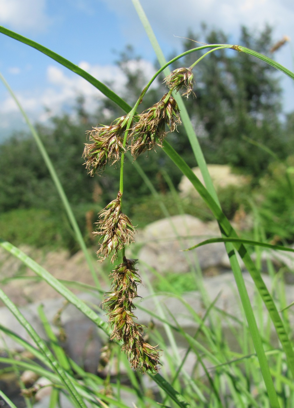 Image of Carex paniculata specimen.