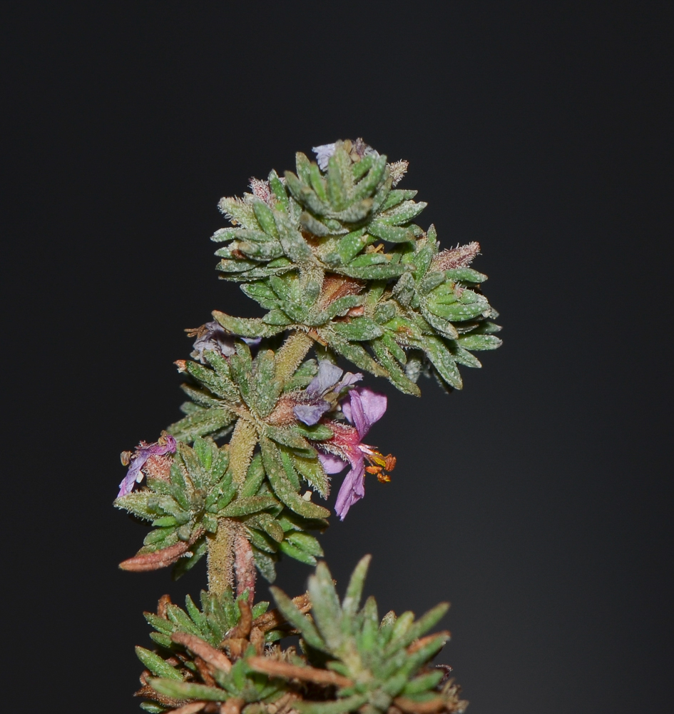 Image of Frankenia capitata specimen.