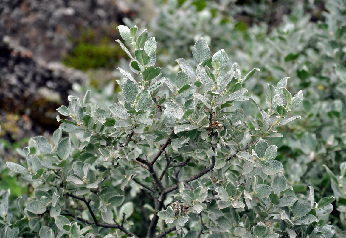 Image of Salix lanata specimen.