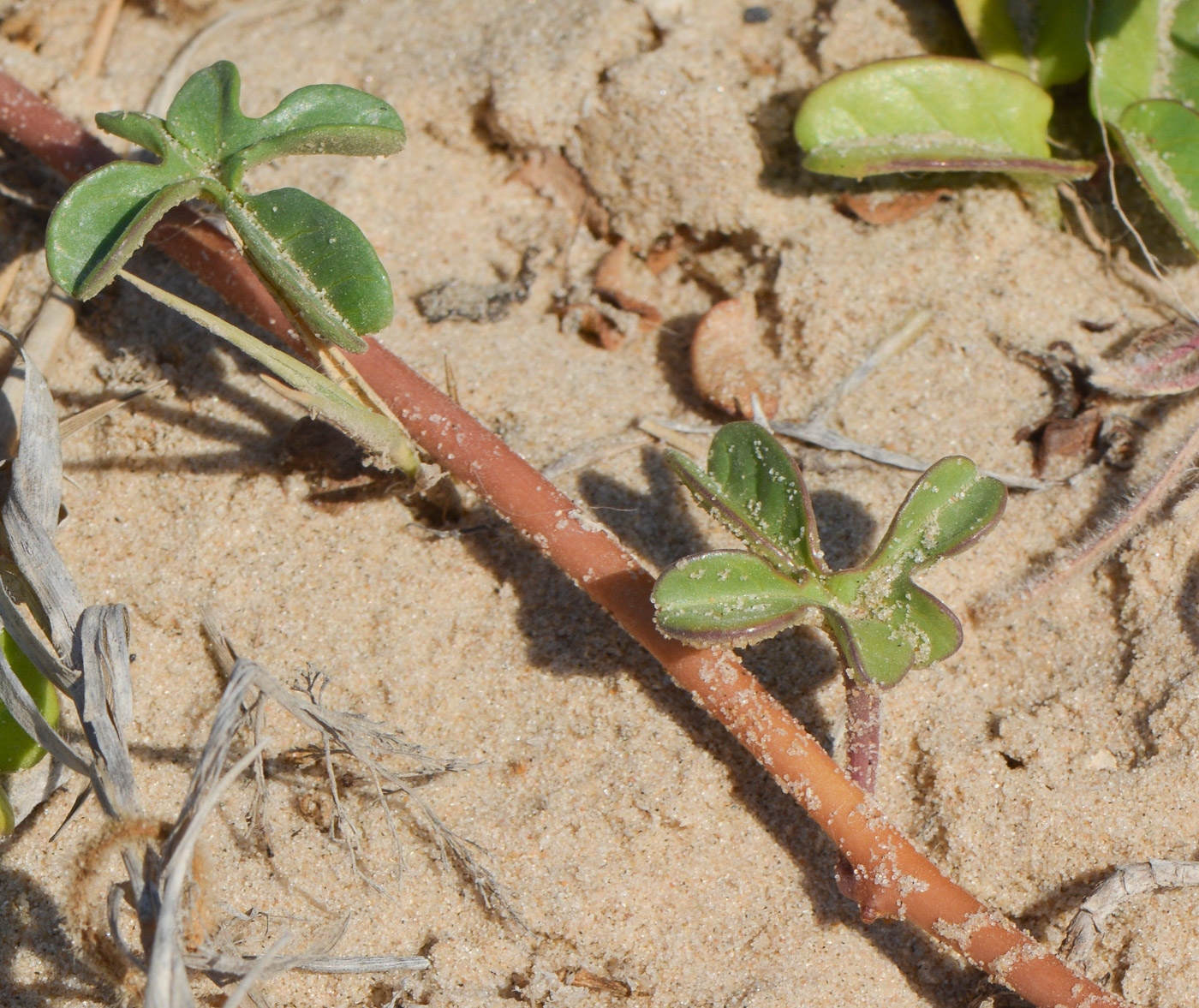 Image of Ipomoea imperati specimen.
