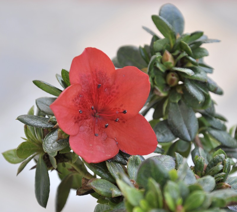 Image of Rhododendron obtusum specimen.