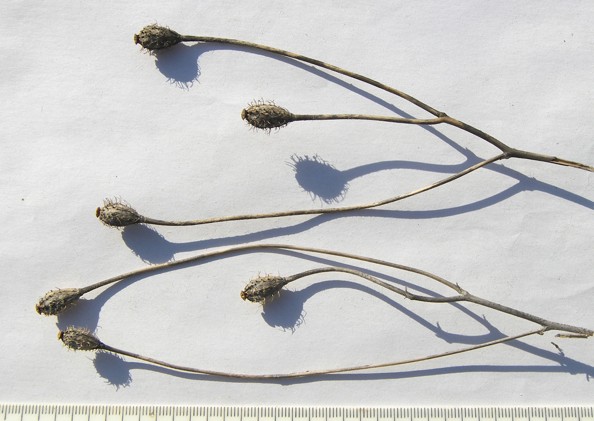 Image of Papaver hybridum specimen.