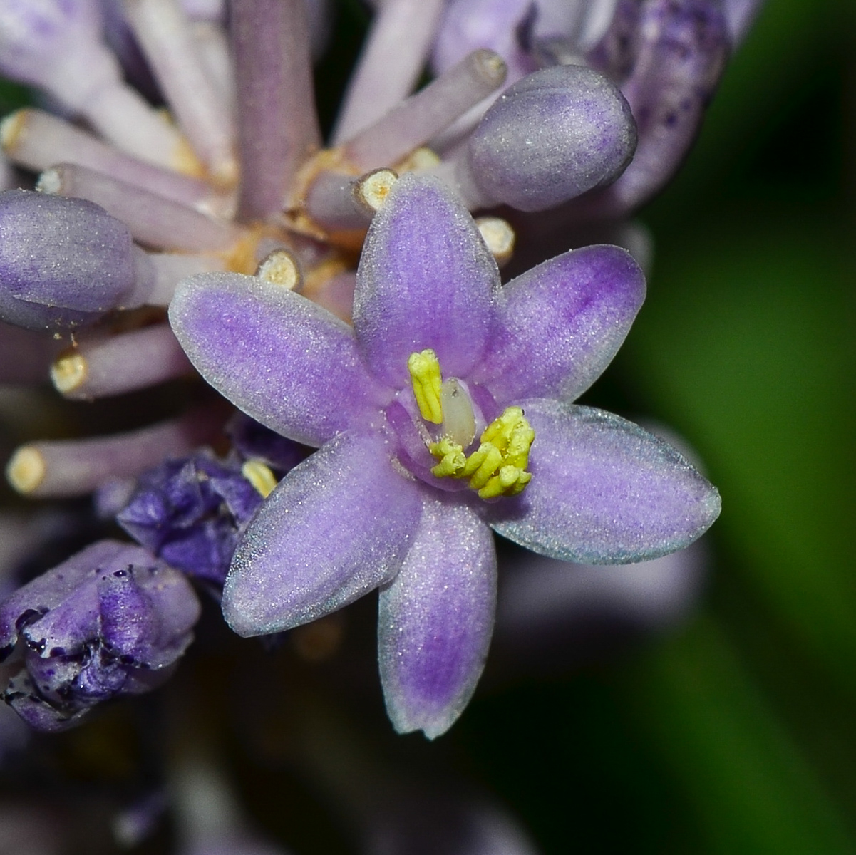 Изображение особи Liriope muscari.