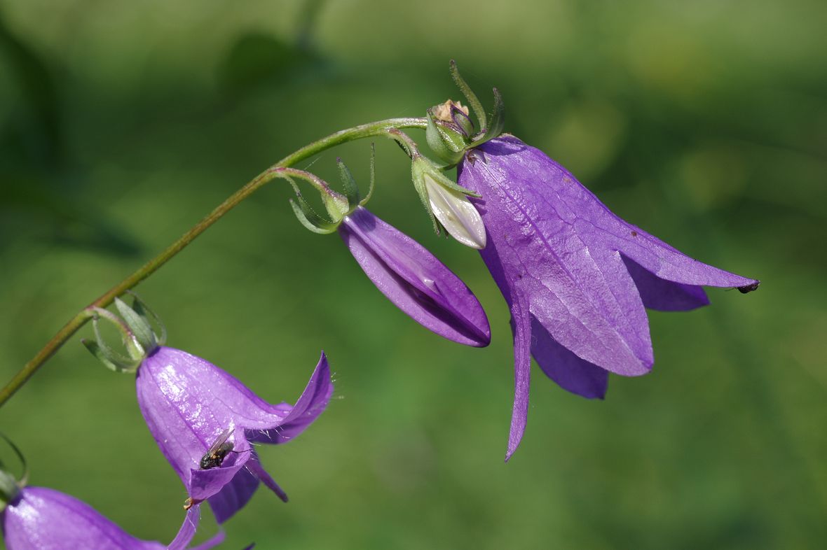 Изображение особи Campanula rapunculoides.