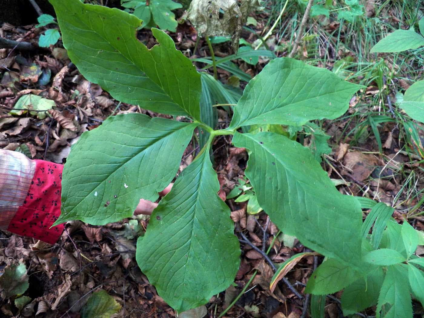 Изображение особи Arisaema robustum.