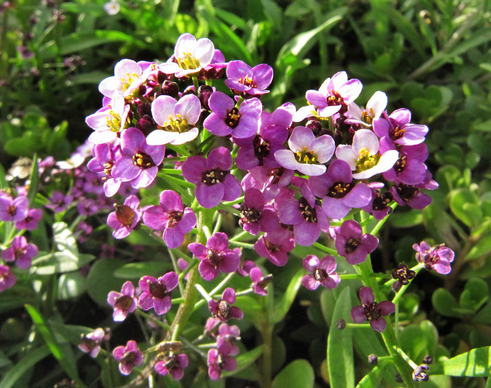 Image of Lobularia maritima specimen.