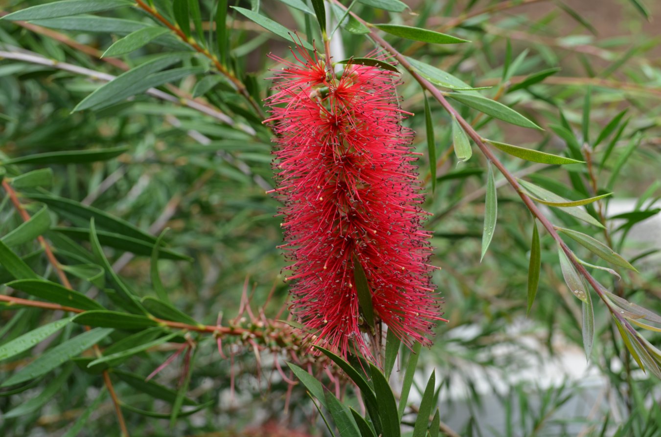 Изображение особи род Callistemon.