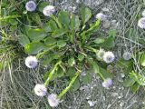 Globularia bisnagarica