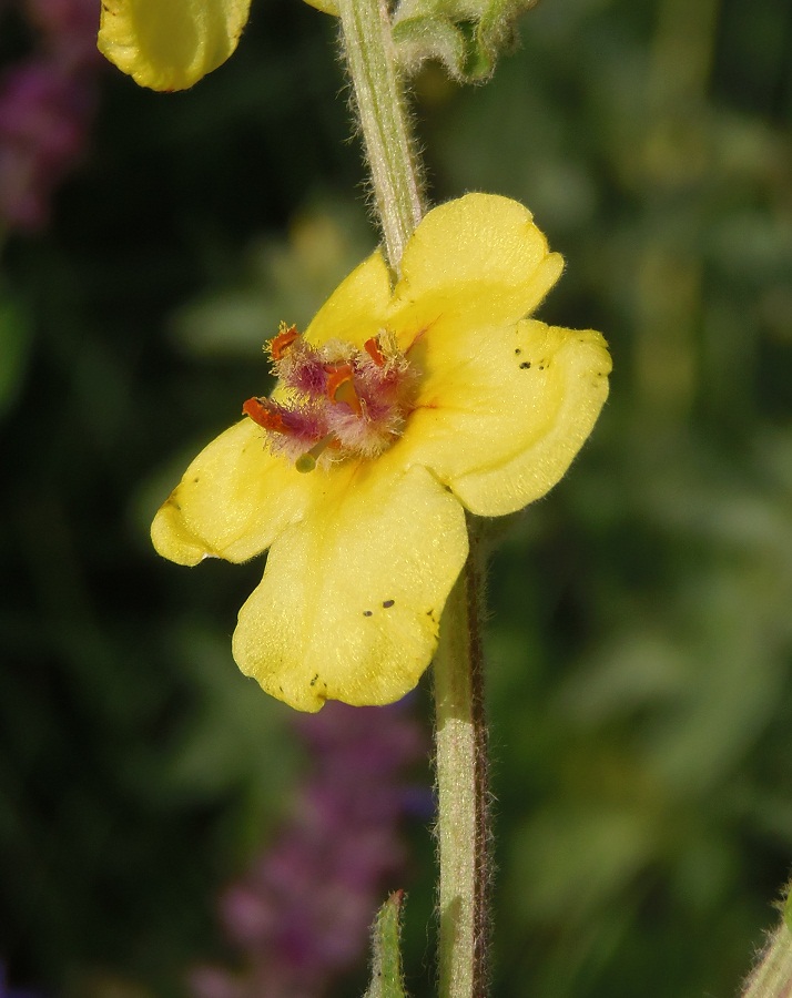 Image of Verbascum pyramidatum specimen.