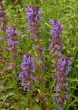 Dracocephalum nutans. Верхушки цветущих побегов. Восточный Казахстан, Кокпектинский р-н, 25 км в горы от с. Пантелеймоновка, ≈ 1000 м н.у.м., сопка. 14.06.2016.