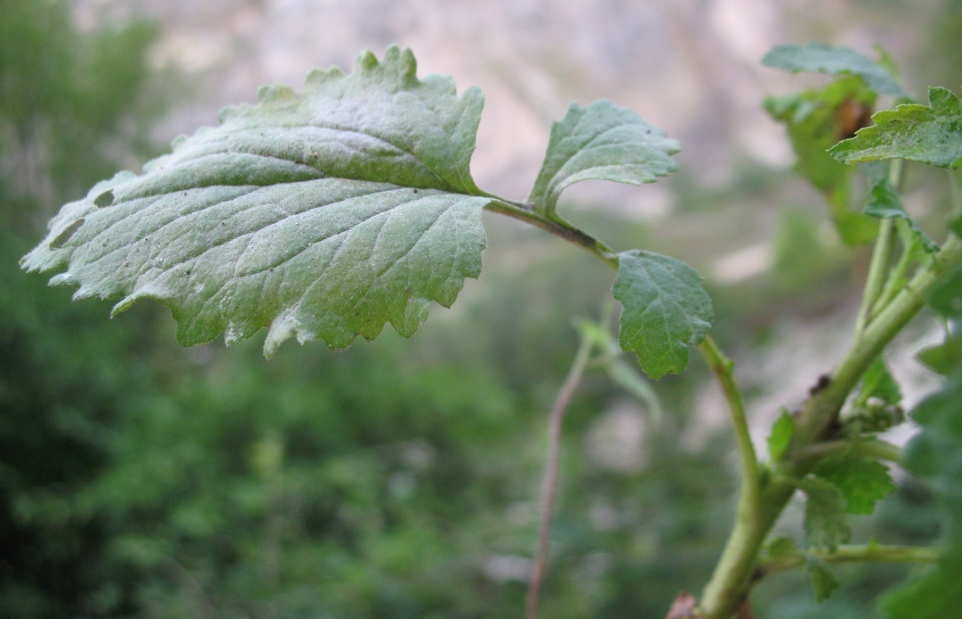 Изображение особи Dichrocephala integrifolia.