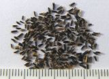 Image of taxon representative. Author is Сергей Банкетов