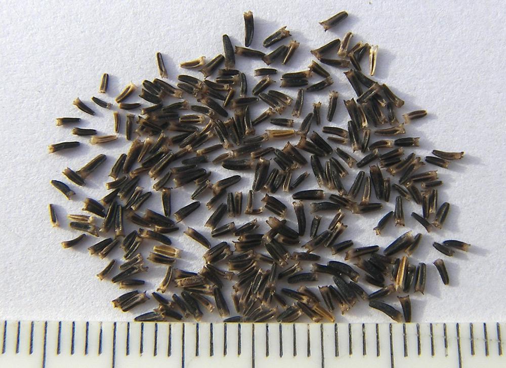Image of Tripleurospermum elongatum specimen.