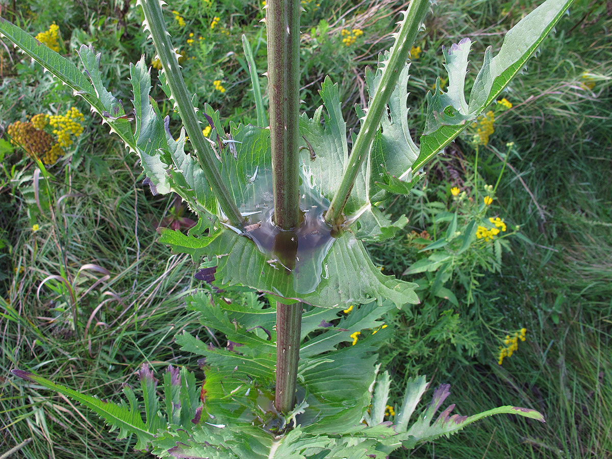 Изображение особи Dipsacus laciniatus.