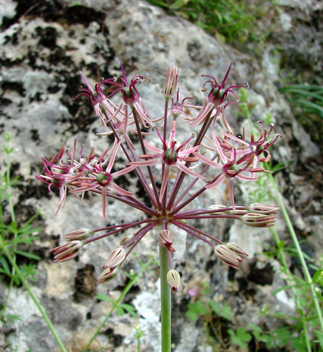 Image of Allium taeniopetalum specimen.