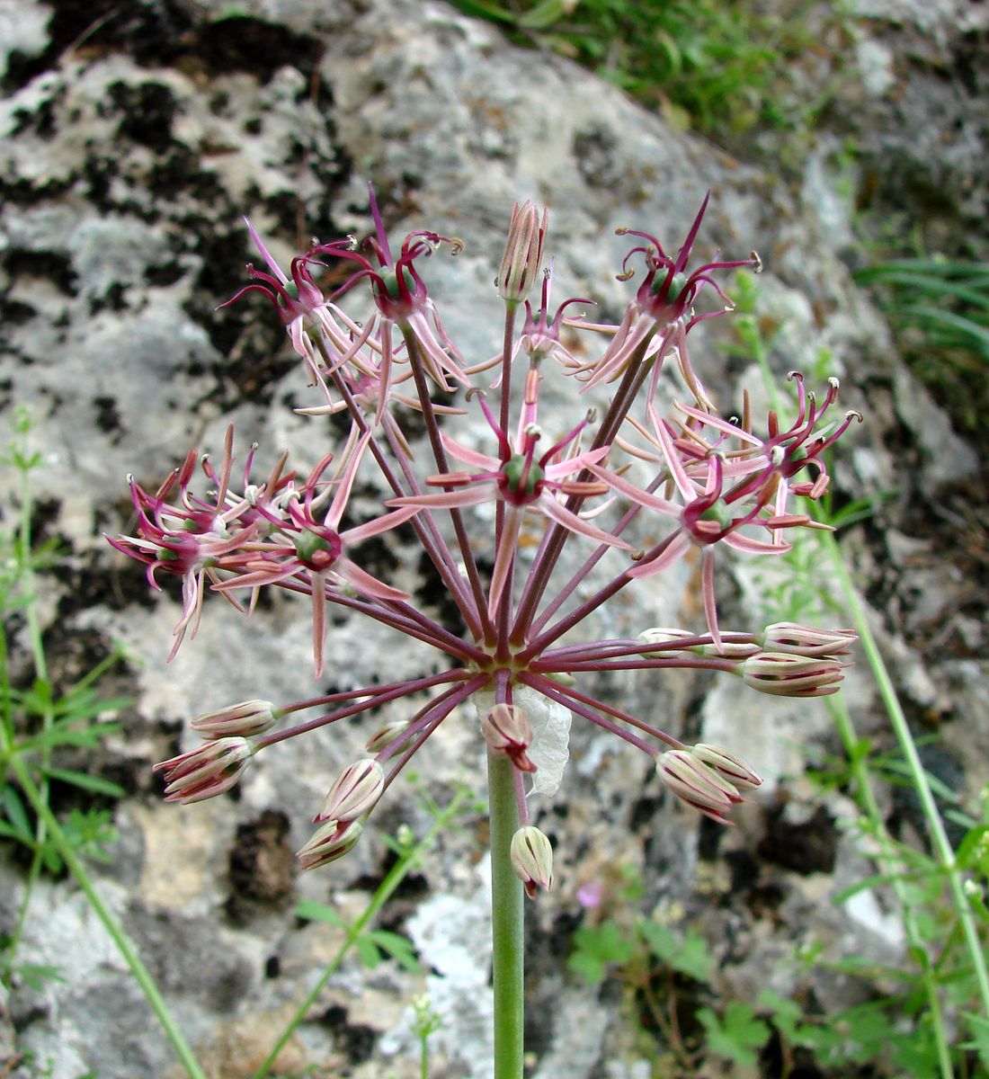 Изображение особи Allium taeniopetalum.