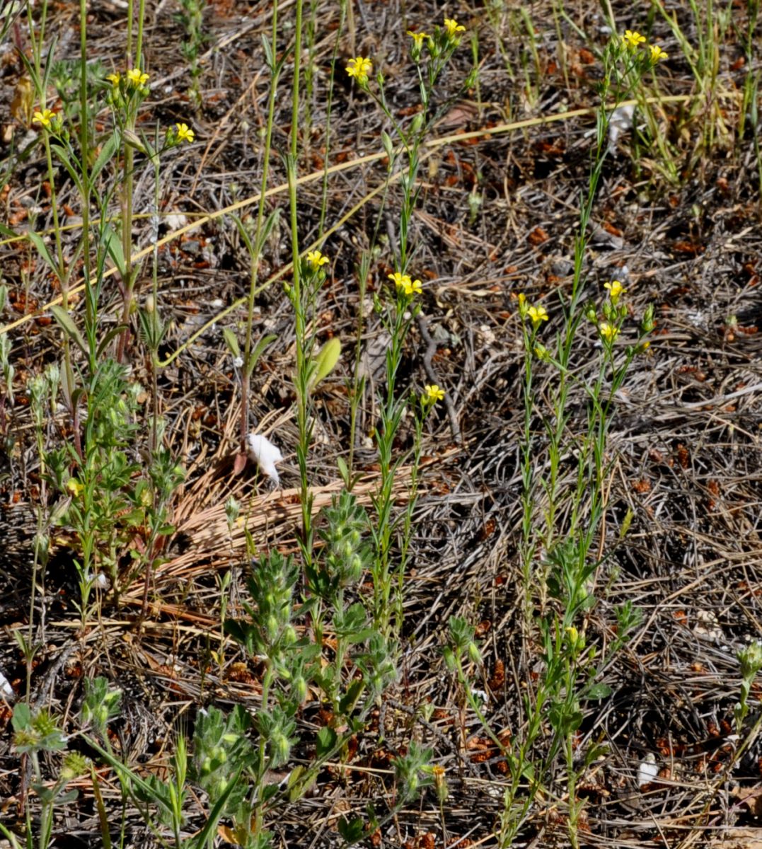 Image of Linum trigynum specimen.