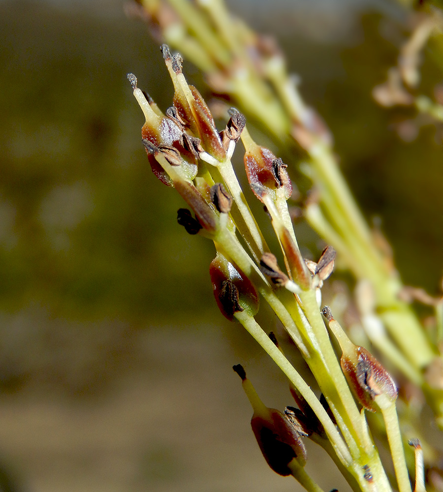 Изображение особи Fraxinus oxycarpa.