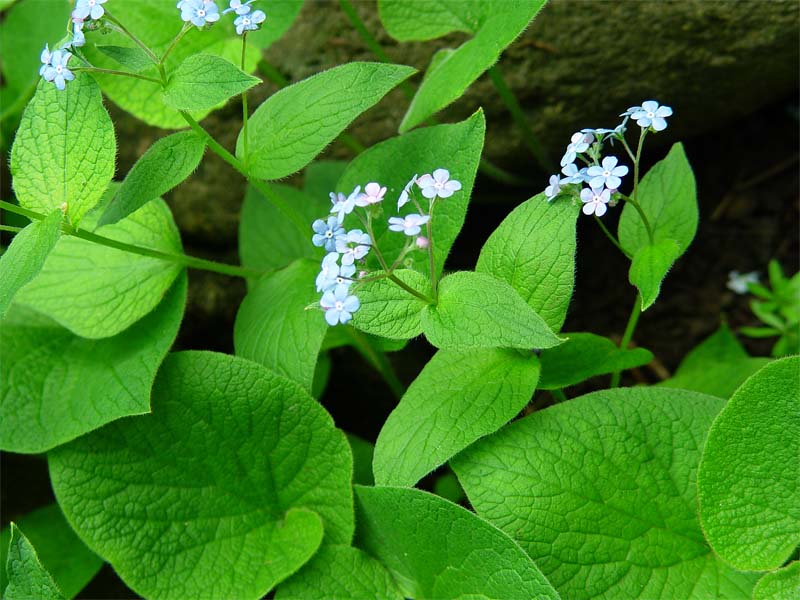 Изображение особи Brunnera macrophylla.