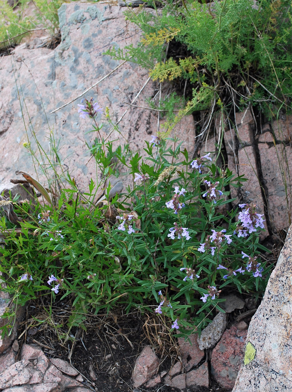 Изображение особи Dracocephalum integrifolium.