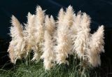 Cortaderia selloana