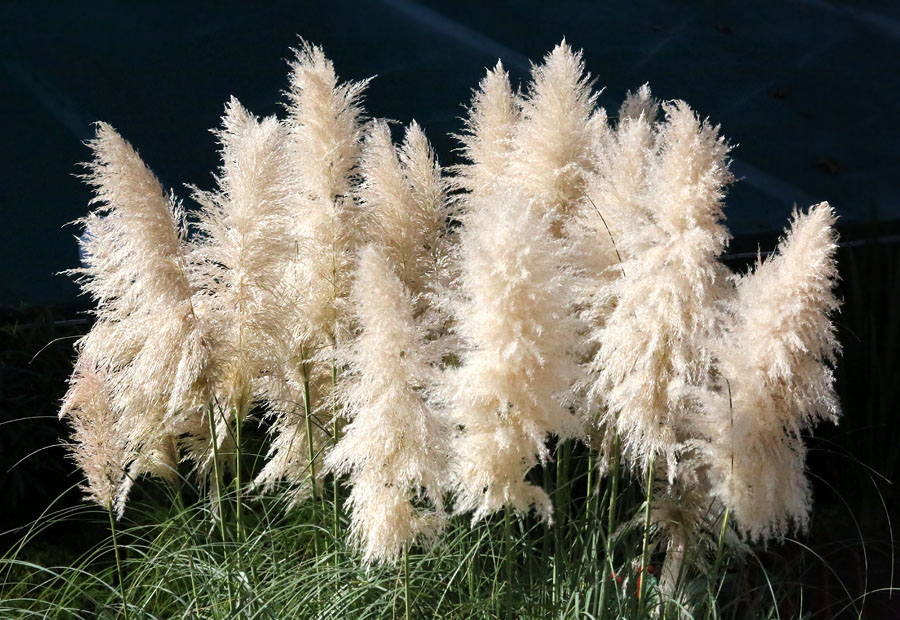 Изображение особи Cortaderia selloana.