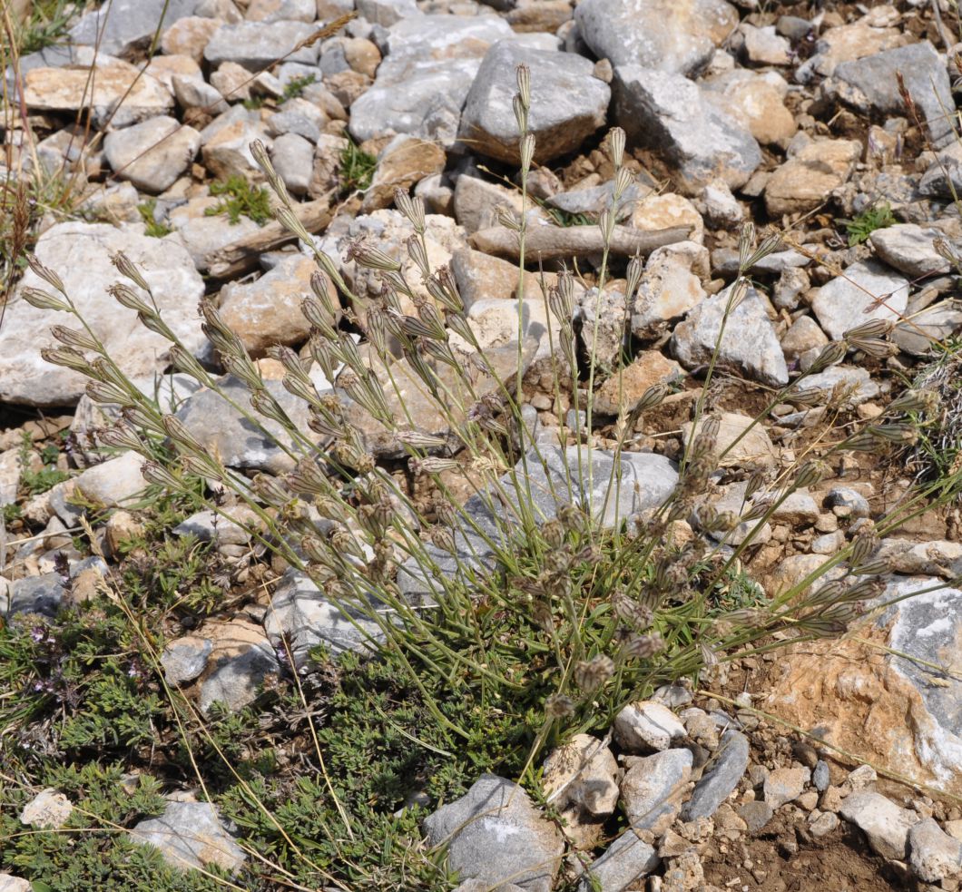 Image of Silene ciliata ssp. graefferi specimen.