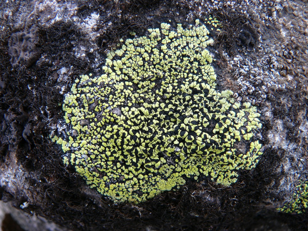 Image of Rhizocarpon geographicum specimen.