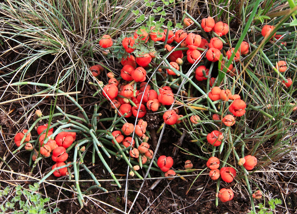 Изображение особи Ephedra monosperma.