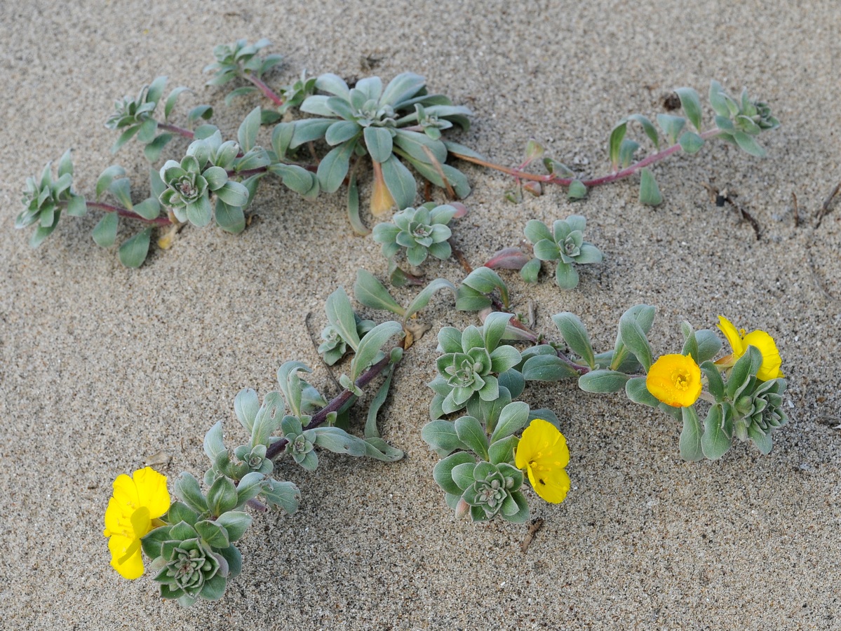 Image of Camissoniopsis cheiranthifolia specimen.