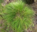 Carex macroura