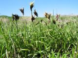 Carex pachystylis