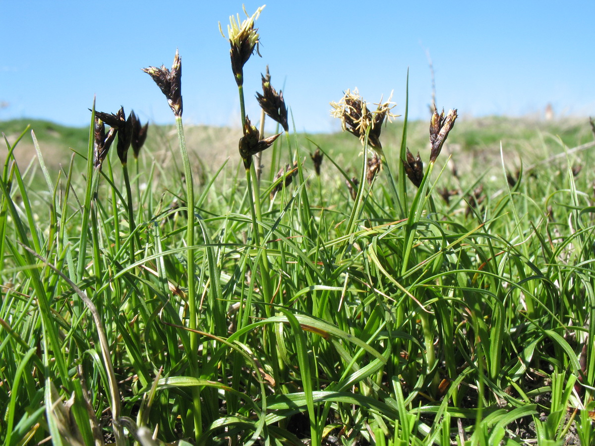 Изображение особи Carex pachystylis.