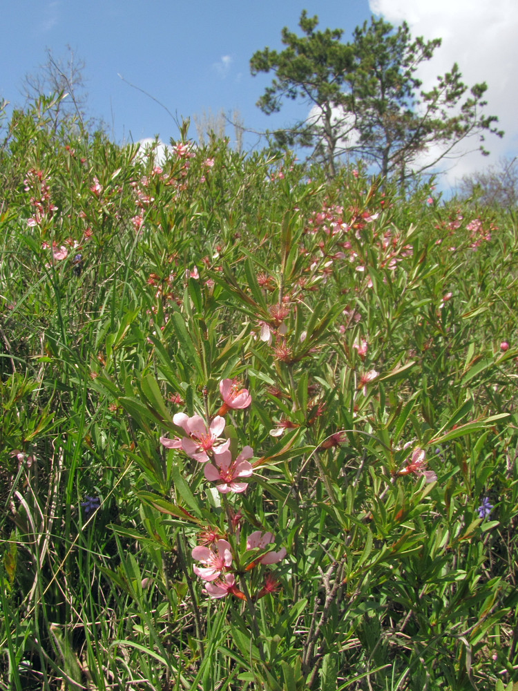 Image of Amygdalus nana specimen.