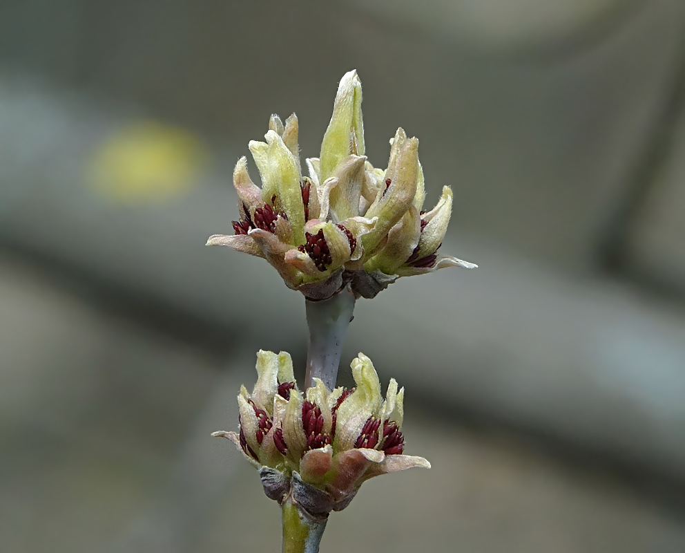 Image of Acer negundo specimen.