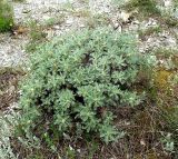 Astragalus arnacanthoides